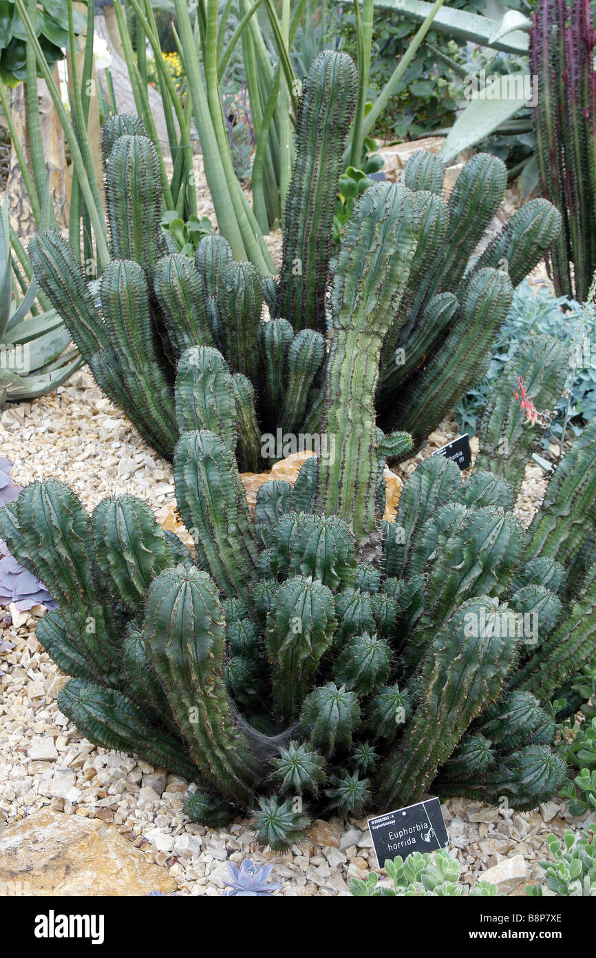 EUPHORBIA HORRIDA AT RHS WISLEY GARDEN UK Stock Photo