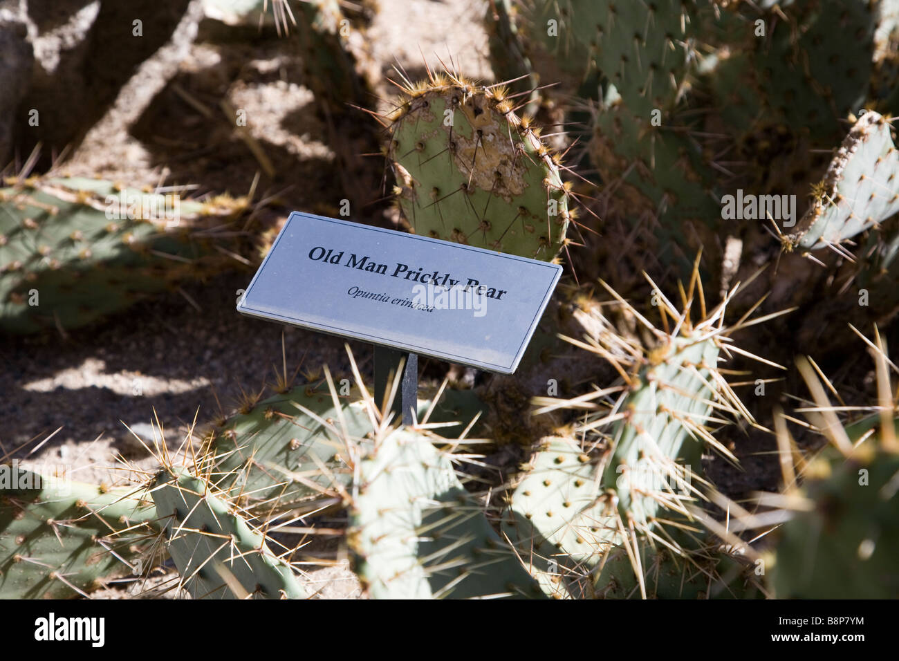 Cactus, Joshua Tree National Park in California, USA Stock Photo