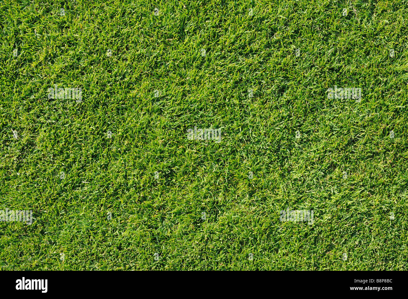 Green lawn, great for background and texture Stock Photo