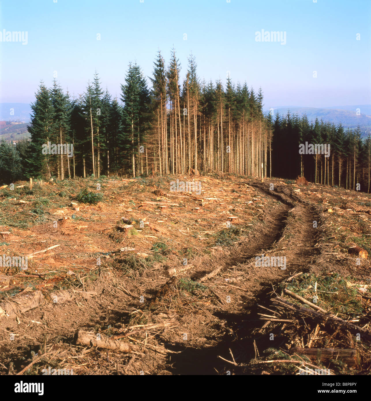 Forestry plantation site of standing and felled conifer trees conifers with vehicle track in Carmarthenshire Wales UK  KATHY DEWITT Stock Photo