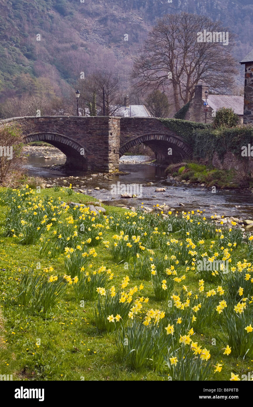 Daffodils flowering alongside Afon Colwyn River and old bridge in Snowdonia village in spring season. Beddgelert Gwynedd North Wales UK Britain Stock Photo
