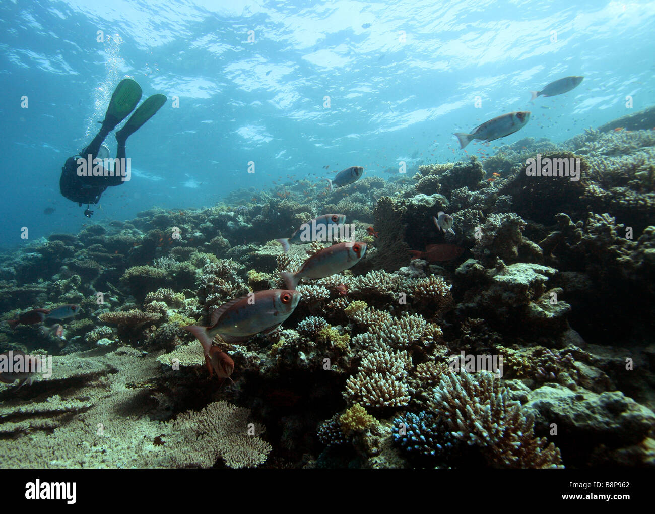 Diver on a reef Stock Photo