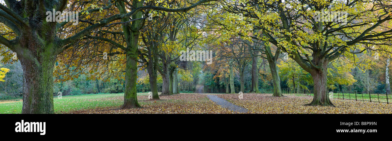 Tree lined path in autumn Cambridgeshire UK Stock Photo