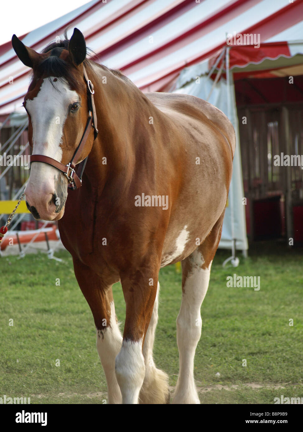 A beautiful Clydesdale with white blaze is taken out for a walk and is being lead by his halter. Stock Photo