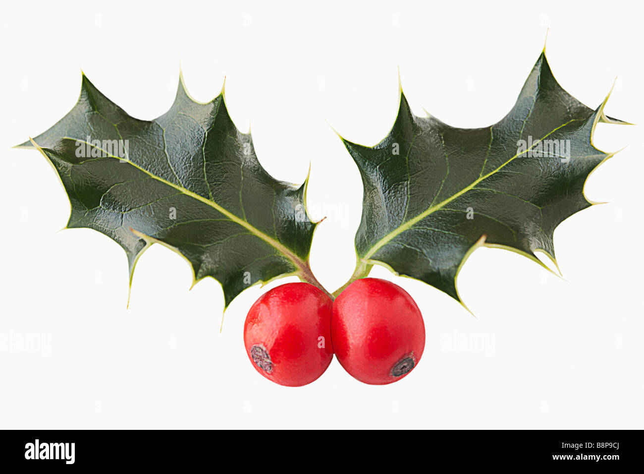 Holly (Llex Aquifolium) Stock Photo