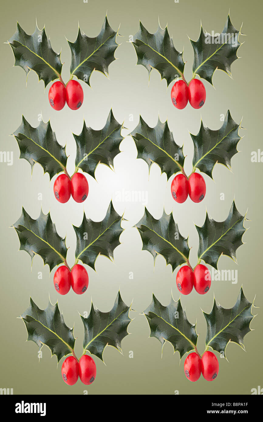 Holly (Llex Aquifolium) Stock Photo