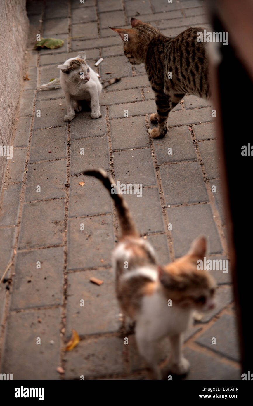 "Feral Cats, Dubai Stock Photo Alamy