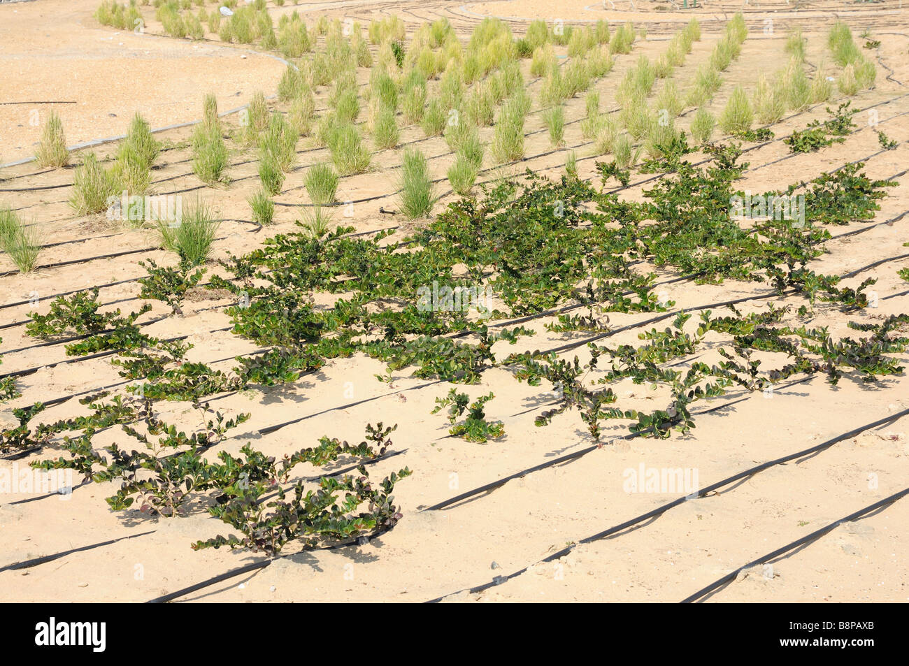 Gardening in Dubai, United Arab Emirates Stock Photo Alamy