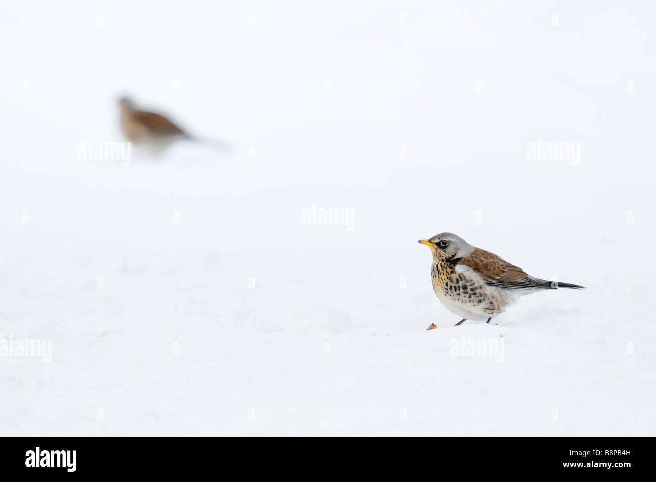 Fieldfares in snow covered orchard Stock Photo