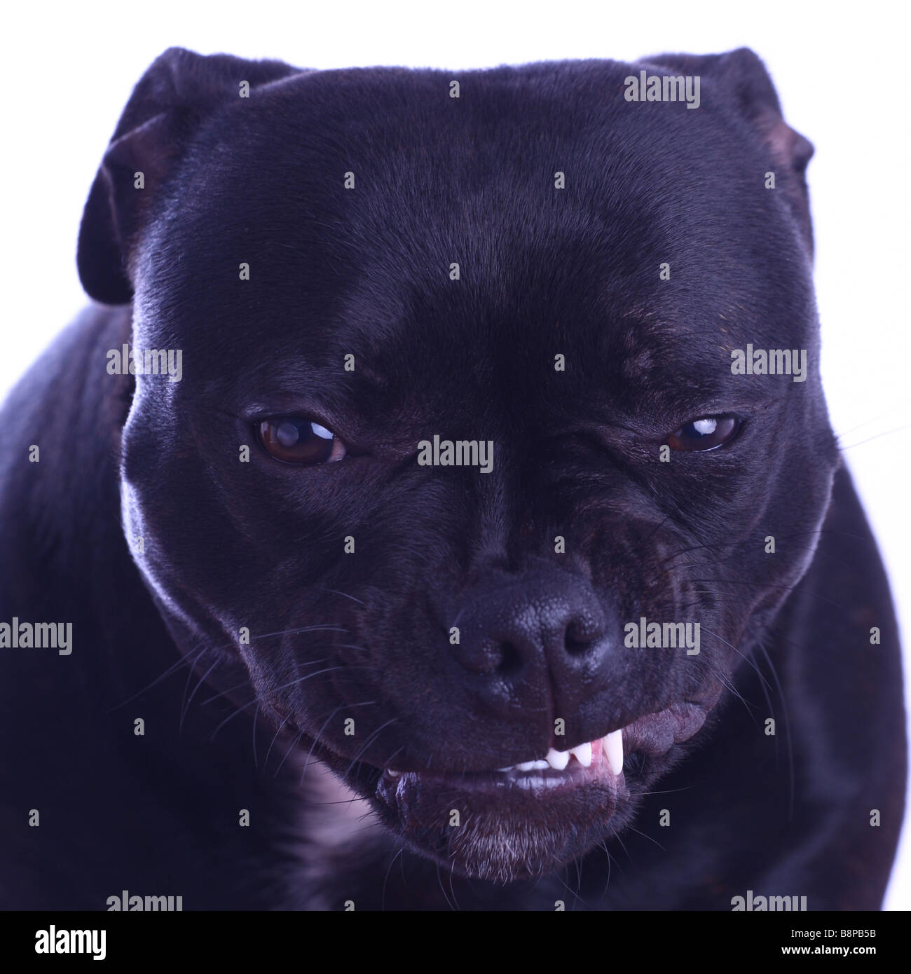 black staffordshire bull terrier puppies