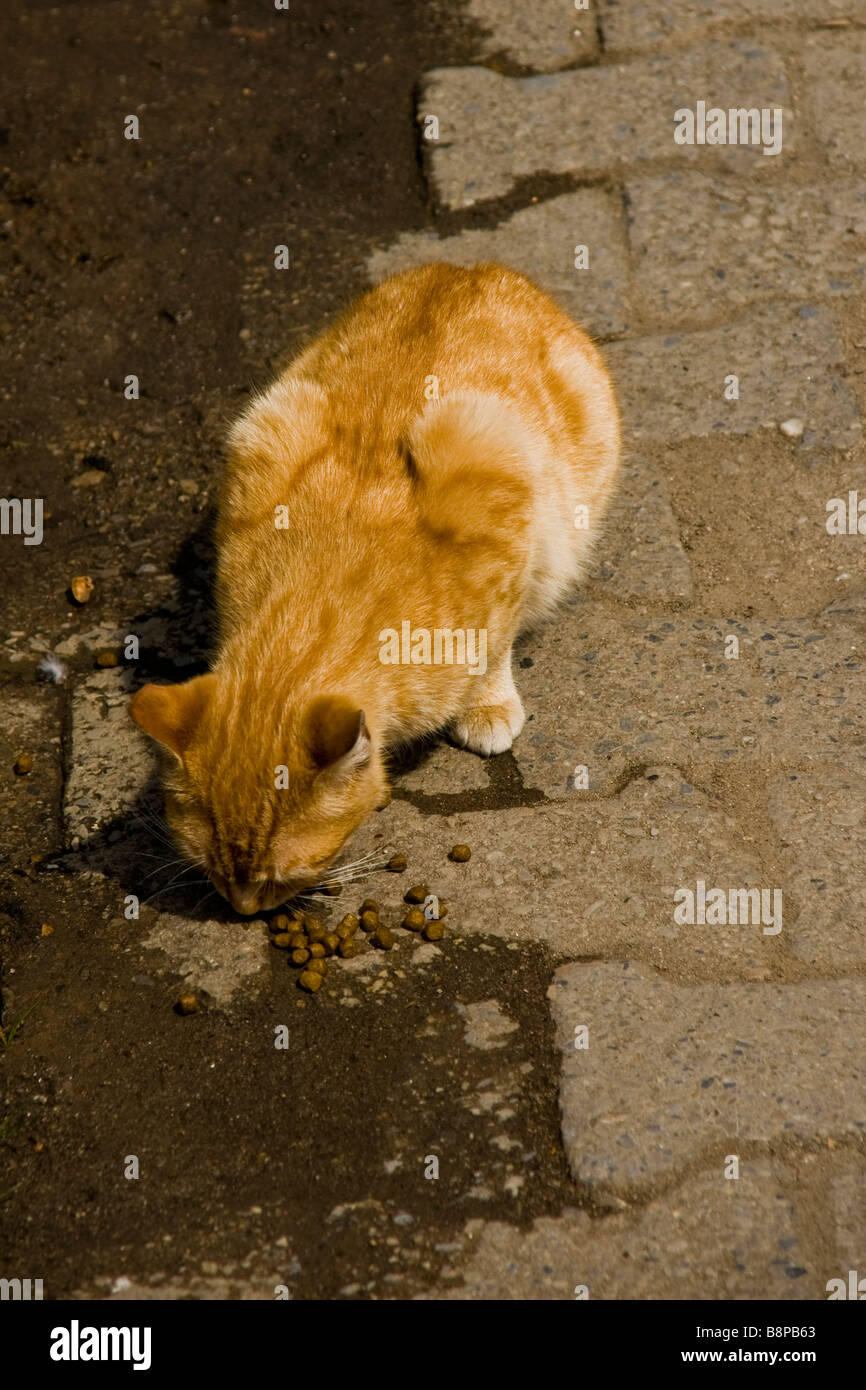 A stray cat in Turkey Stock Photo Alamy