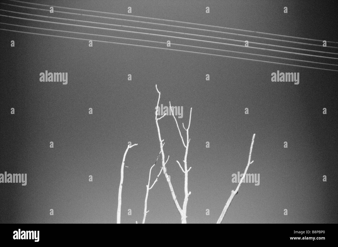 DEAD TREE UNDER POWER LINES Stock Photo Alamy