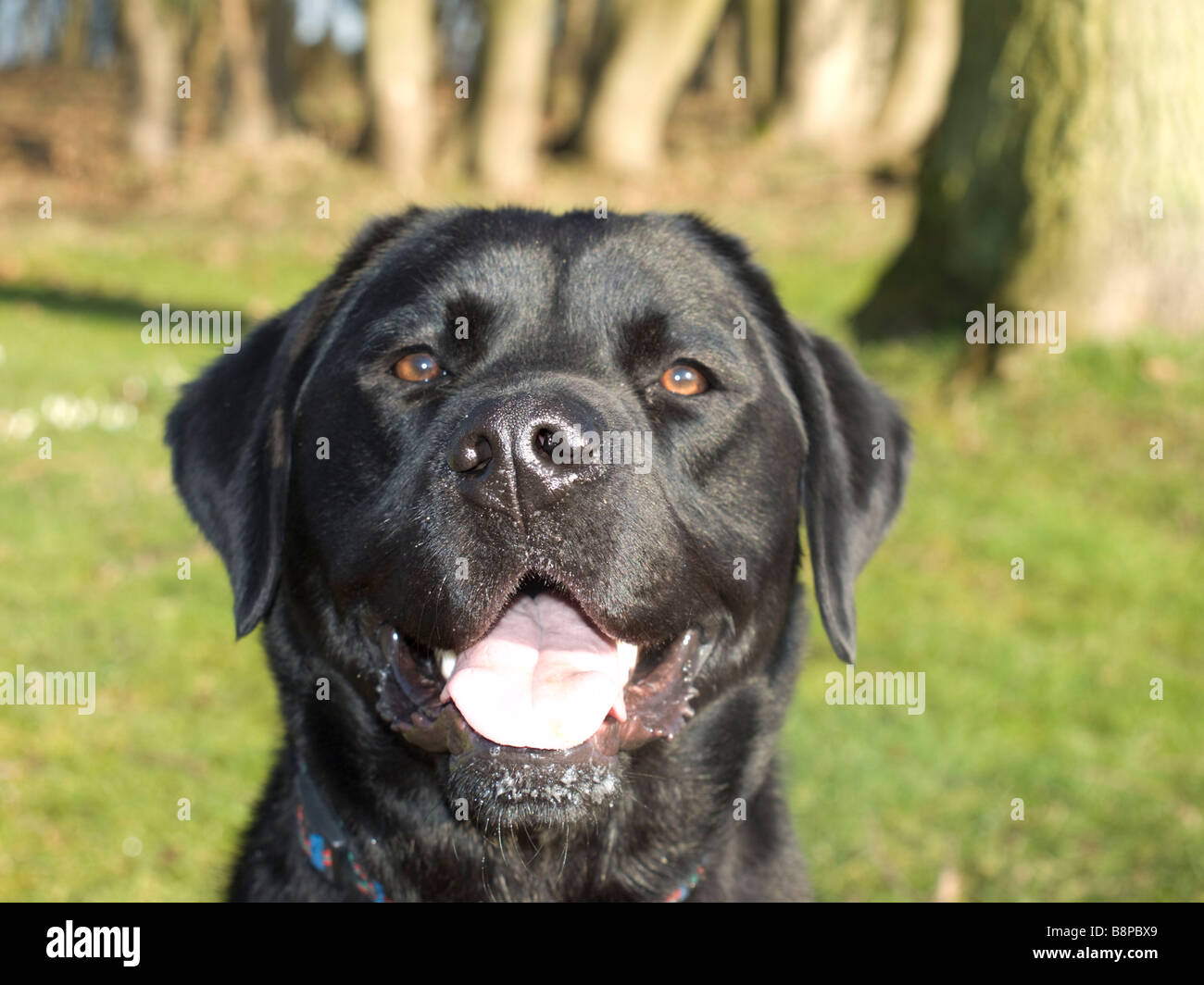 Black lab smiling cheap