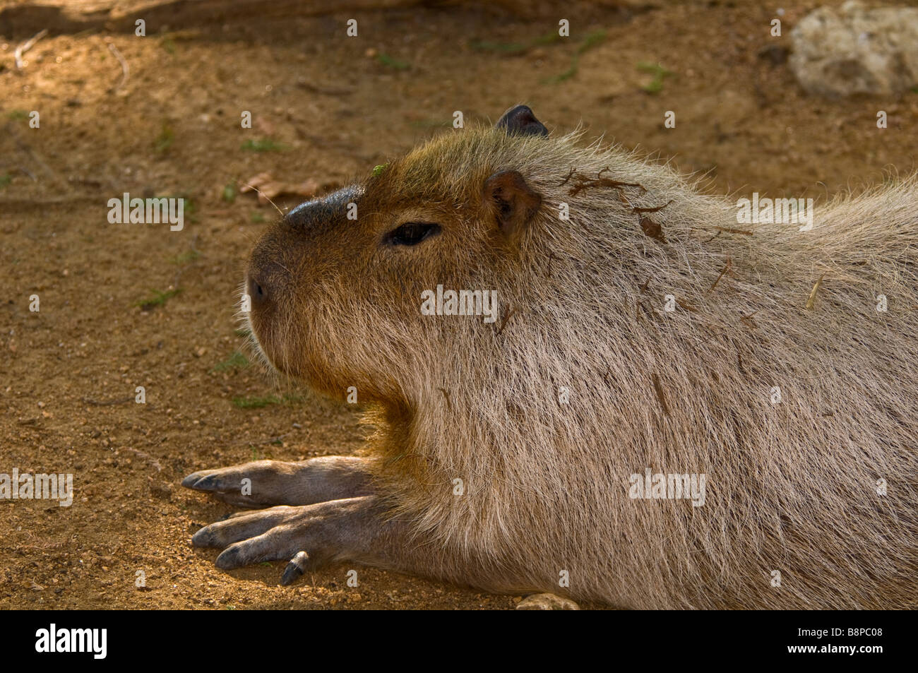 Capybara full body profile of the world's largest rodent at San Antonio Zoo Texas Stock Photo