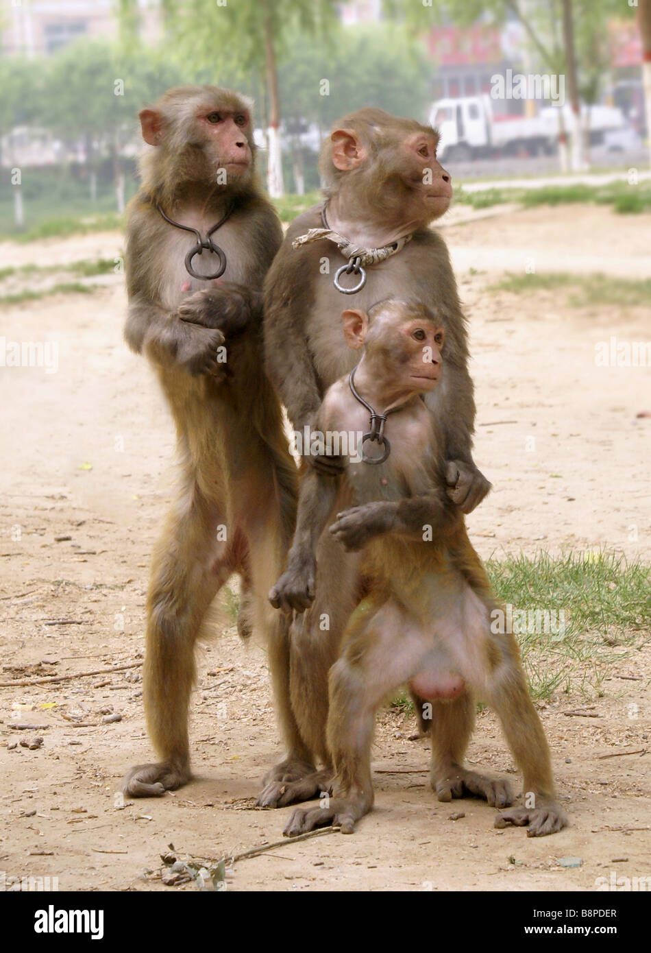 Three_monkeys hi-res stock photography and images - Alamy Three_monkeys hi-res stock photography and images - Alamy