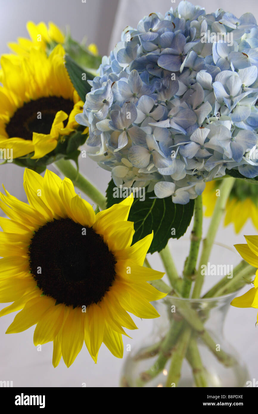 flowers, hydrangea, sunflower, yellow sunflowers, fresh, spring, spring time, blooming, yellow, cheerful, springy, Stock Photo