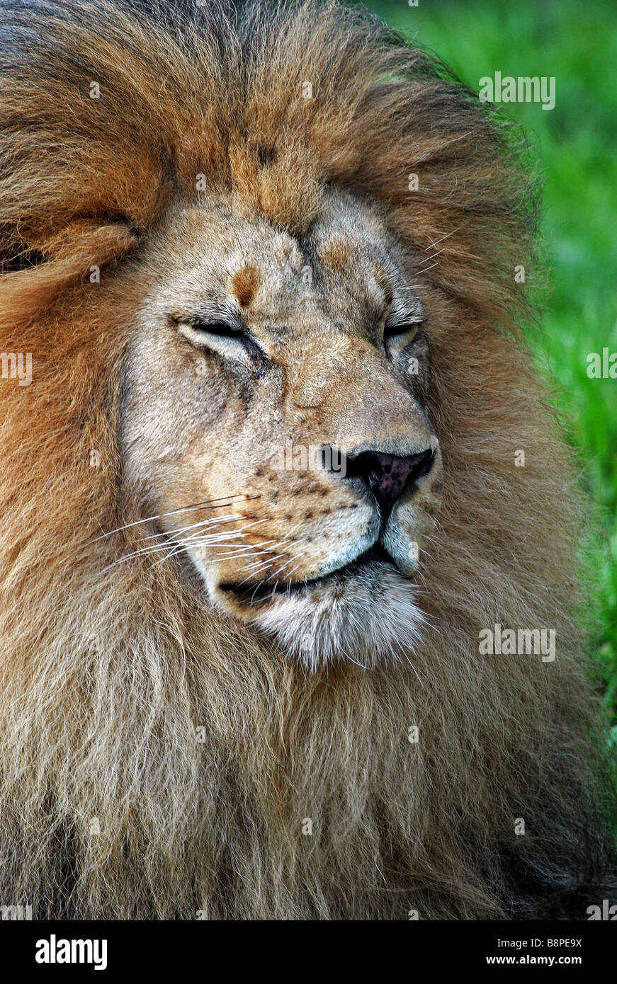 Male lion face close up portrait hi-res stock photography and images ...