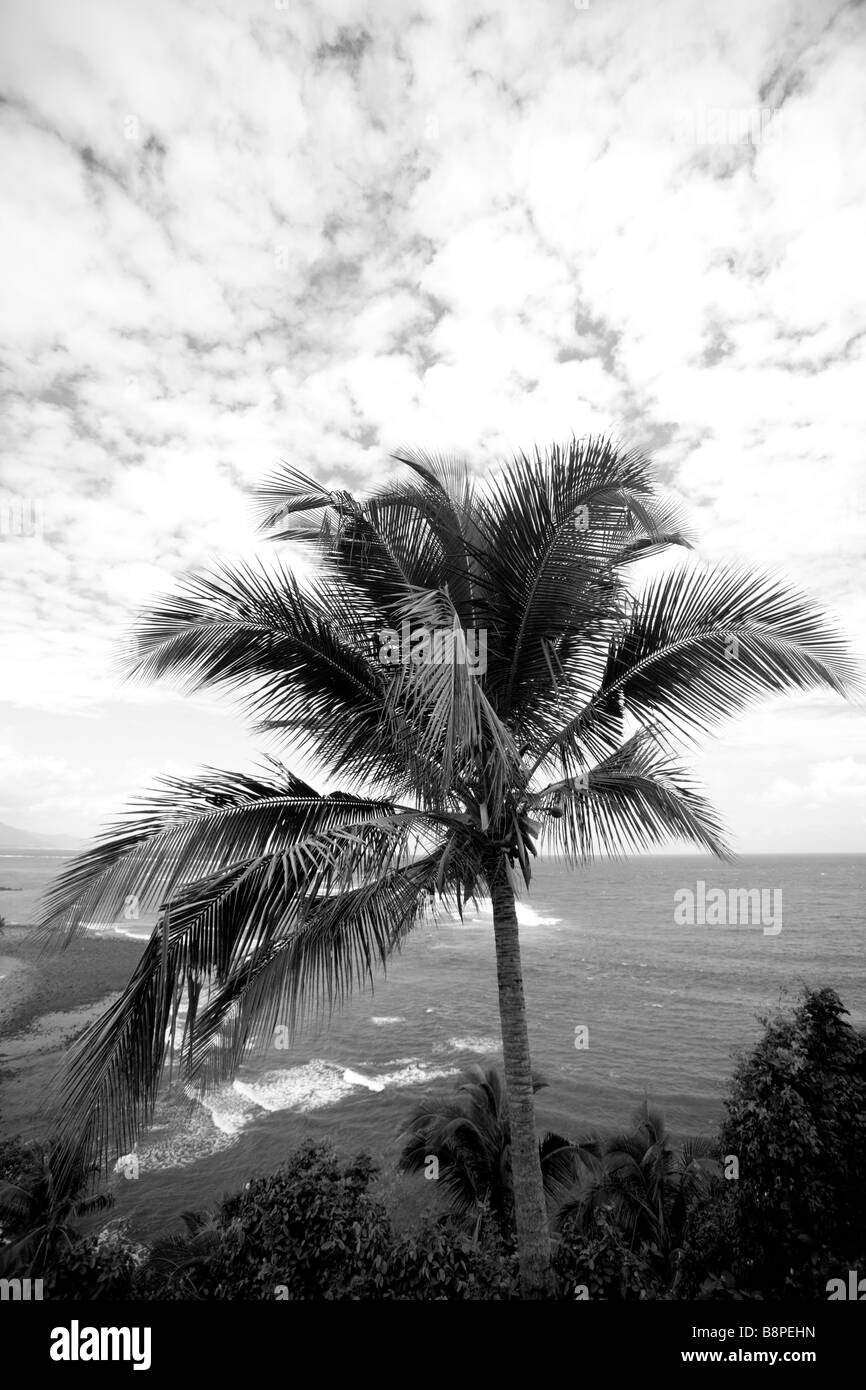 Comoros, Anjouan, west coast, coconut palms. Stock Photo