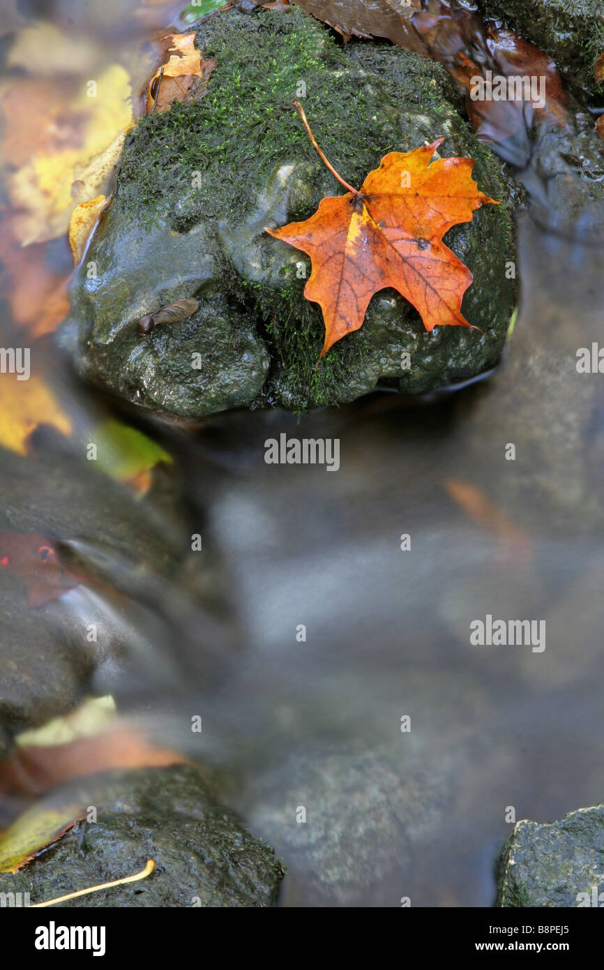 Orange Leaf on a Stone Stock Photo