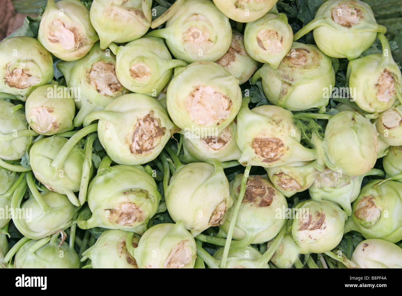 Small white turnip aka Kohlrabi (German Turnip) (Brassica oleracea