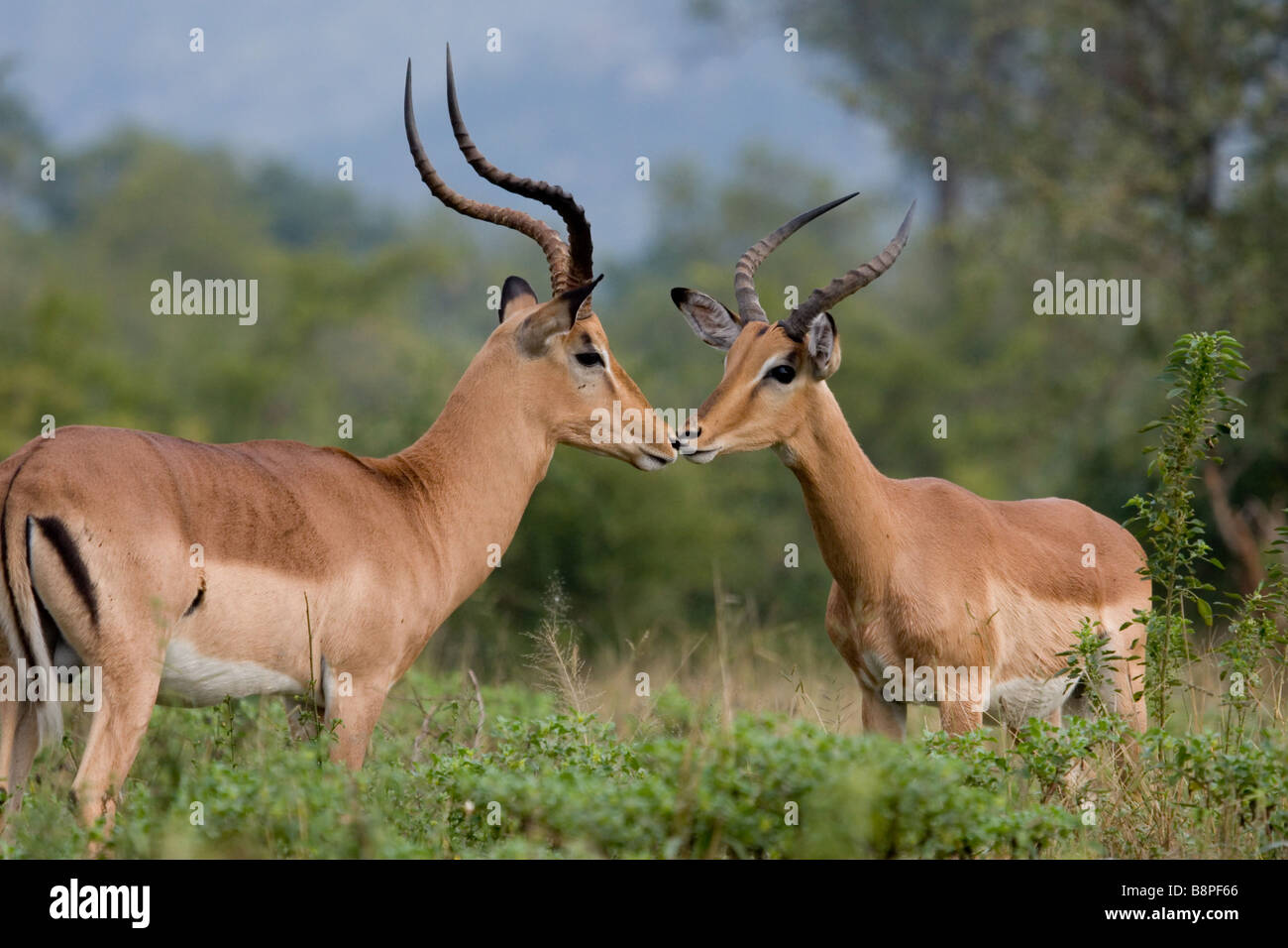Impala rams kissing... Stock Photo