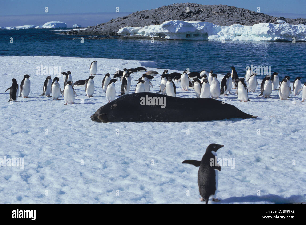 WEDDELL SEAL AND ADELLIE PENGUINS, ANTARCTIC Stock Photo