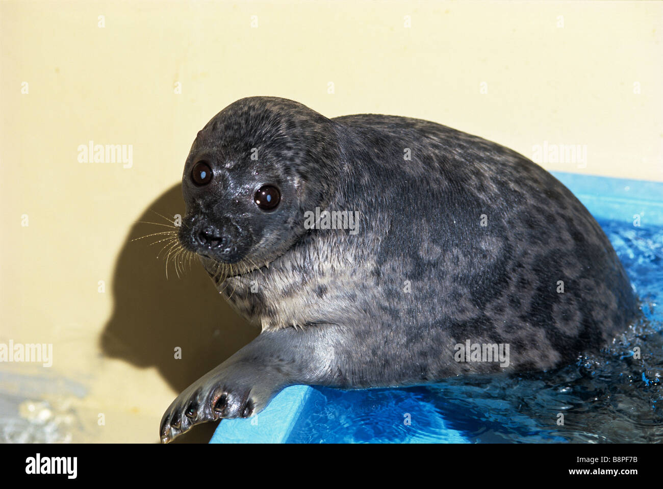 ethisch Inspecteur haak RINGED SEAL PUP Stock Photo - Alamy