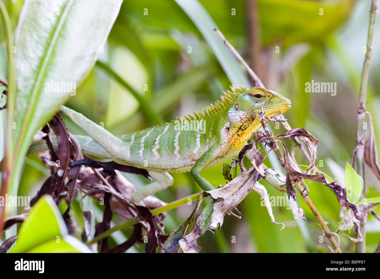 Green Forest Lizard (aka Green Garden Lizard) - Calotes Calote at Sinharajah Rainforest, Sri Lanka. Stock Photo