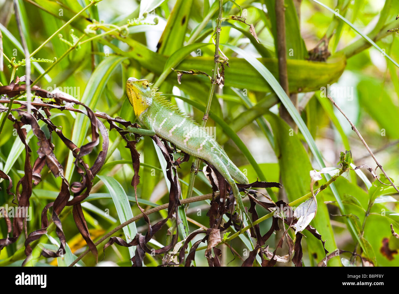 Green Forest Lizard (aka Green Garden Lizard) - Calotes Calote at Sinharajah Rainforest, Sri Lanka. Stock Photo