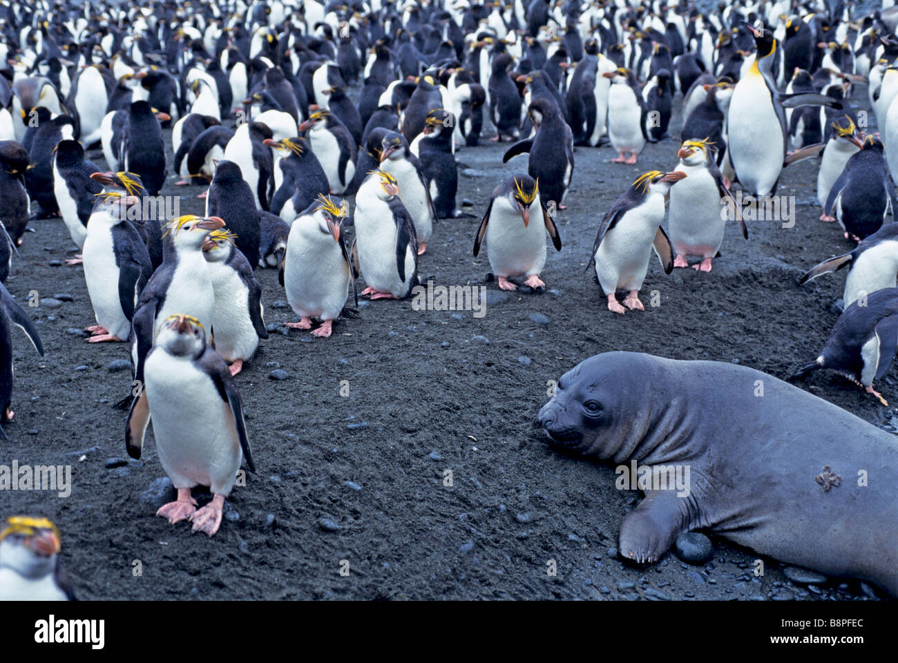 SOUTHERN ELEPHANT SEAL AND ROYAL PENGUINS, MACQUARIE IS., AUSTRALIA