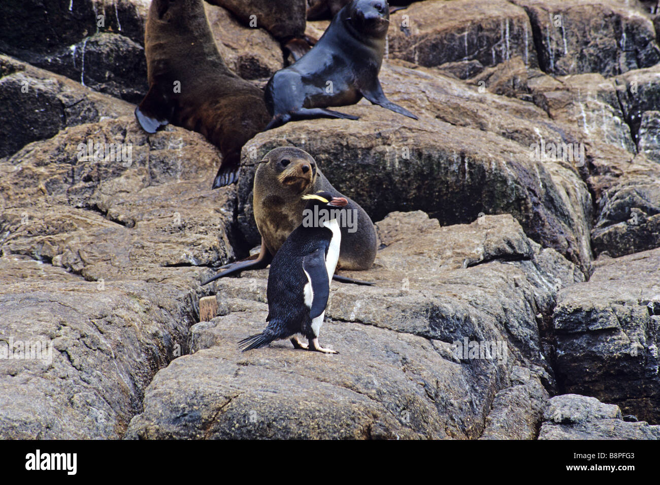NEW ZEALAND FUR SEAL AND ELECT CRESTED PENGUINS, BOUNTY ISLANDS, NEW ZEALAND Stock Photo