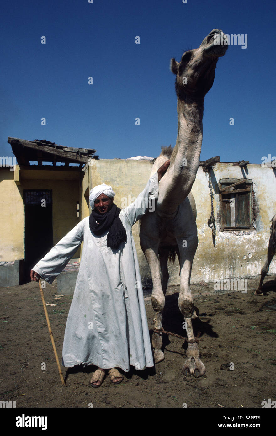 Camel trader, camel market, Cairo, Egypt Stock Photo - Alamy