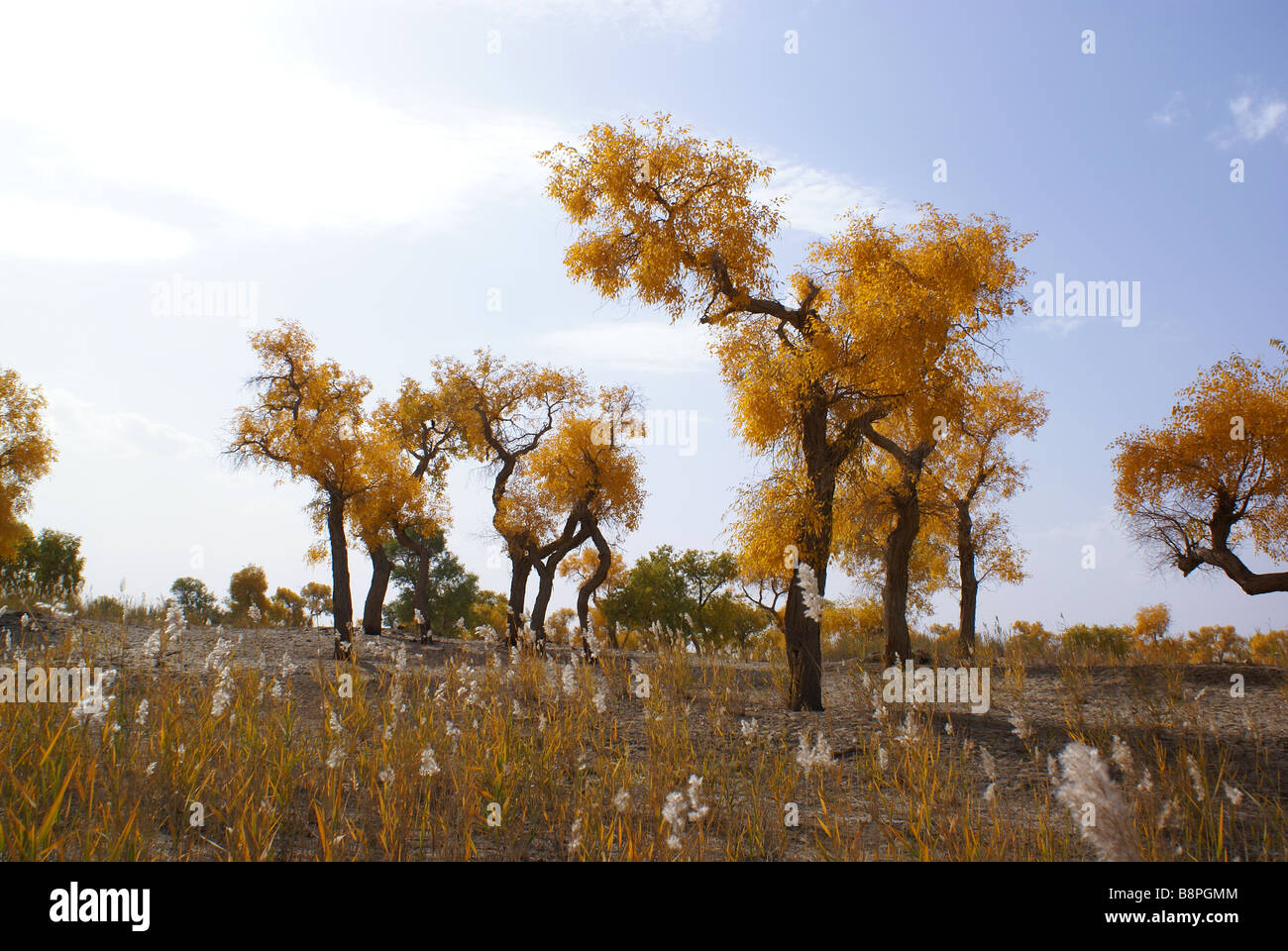 Autumn view of Euphrates Poplar trees, Tarim River, Luntai County, Xinjiang Uyghur Autonomous Region, China Stock Photo