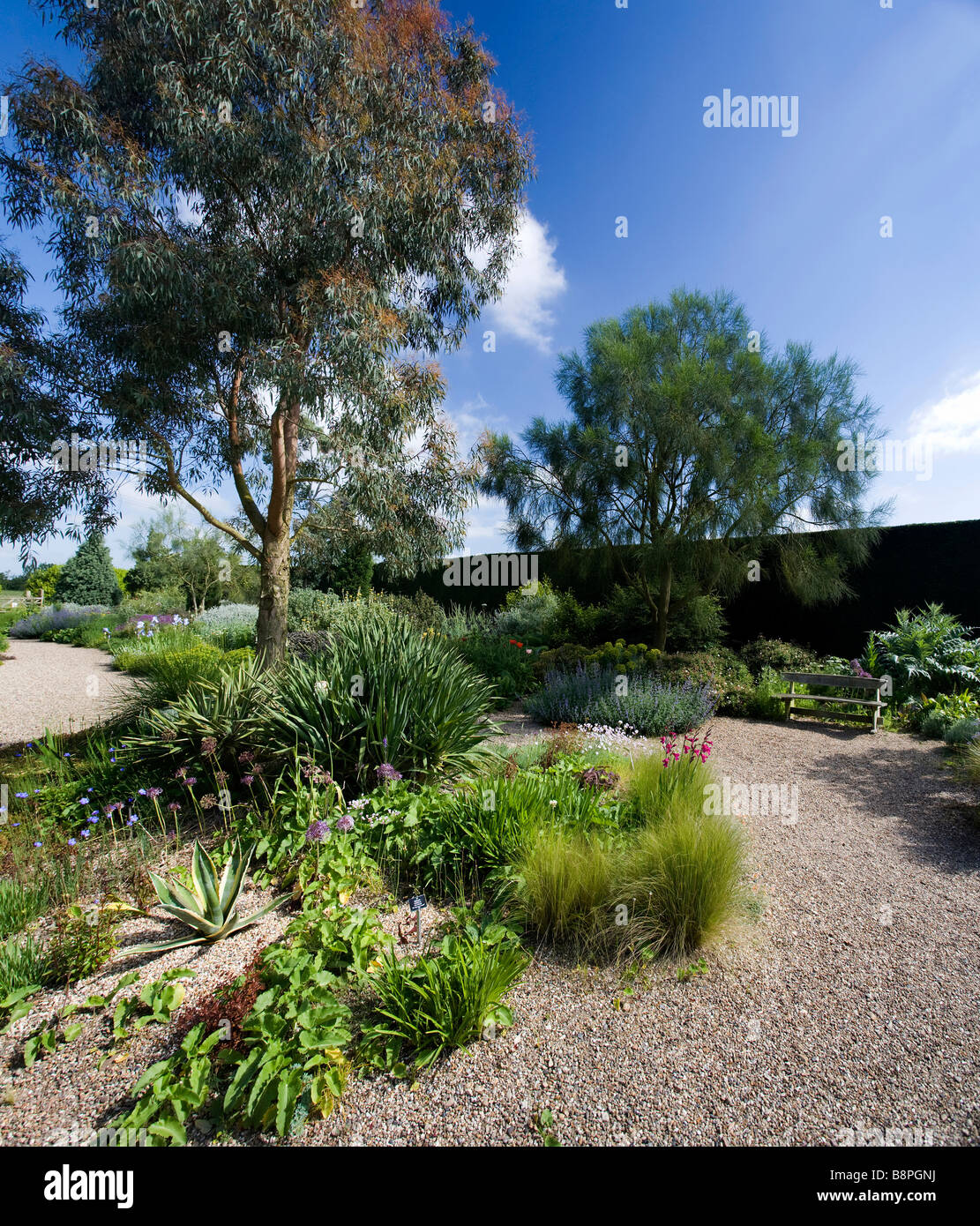 THE DROUGHT RESISTANT GRAVEL GARDEN AT BETH CHATTO GARDENS NEAR COLCHESTER Stock Photo