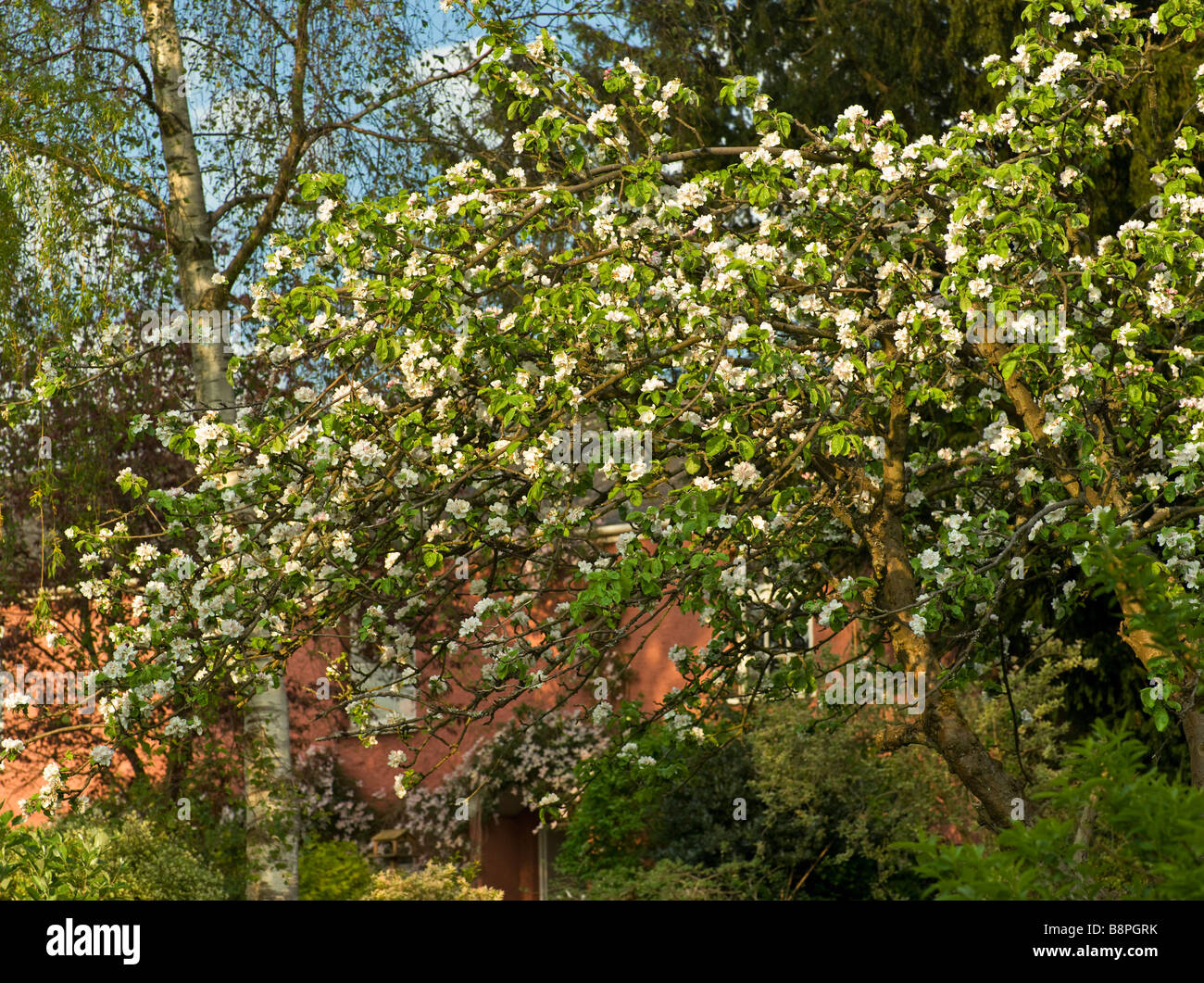 Apple tree in cottage garden hi-res stock photography and images - Alamy