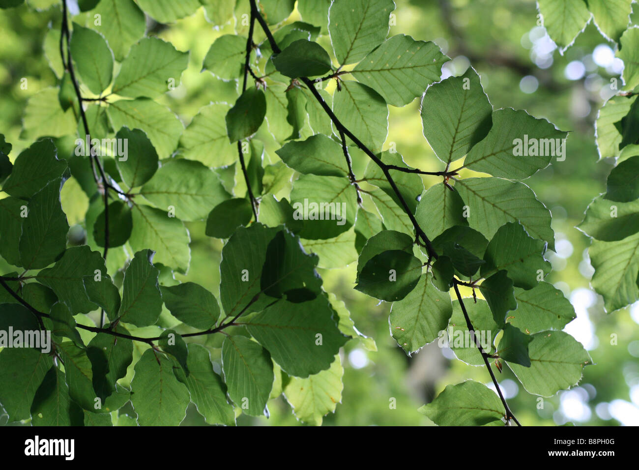 Canopy of leaves in Surrey Stock Photo Alamy