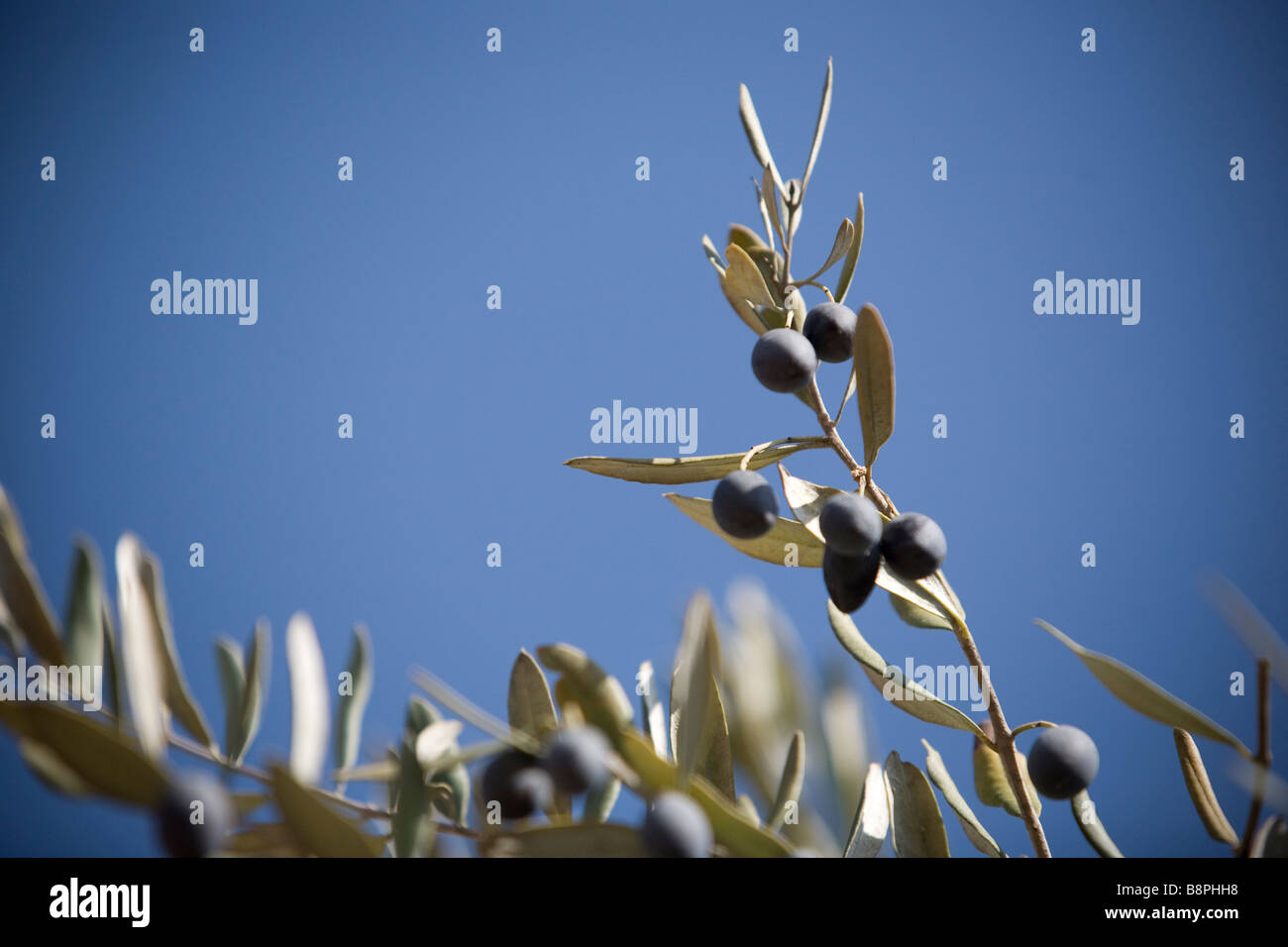 Farkha co operative Ramallah West Bank part of Palestinian Farmers Union PFU Stock Photo