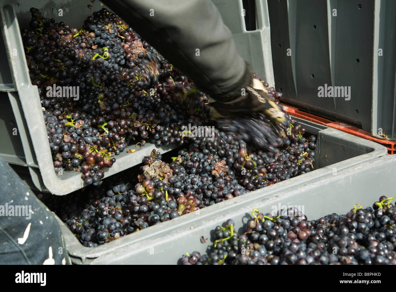 Worker transferring grapes to large bins, cropped Stock Photo