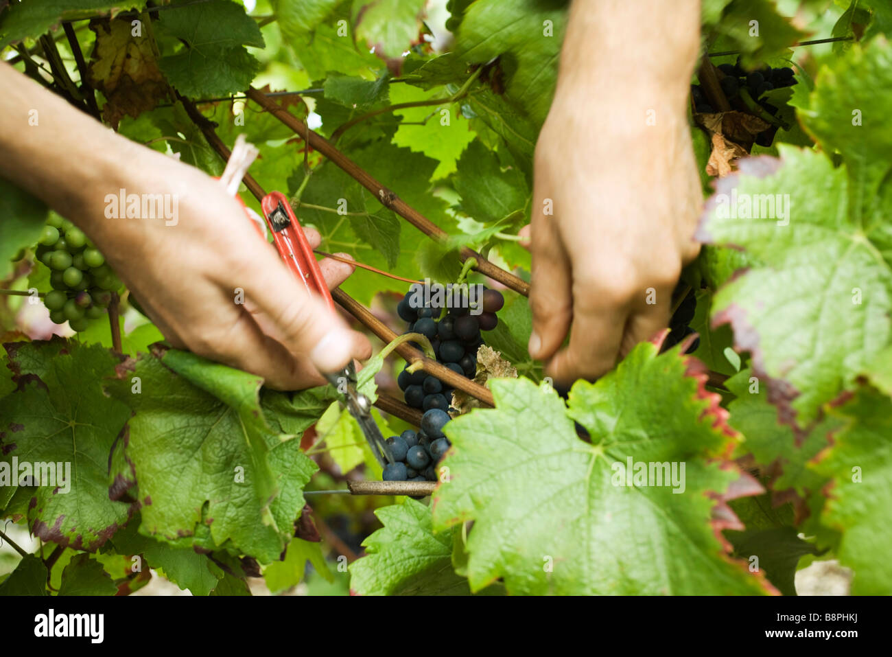 Hands cutting grapes from vine, closeup Stock Photo Alamy
