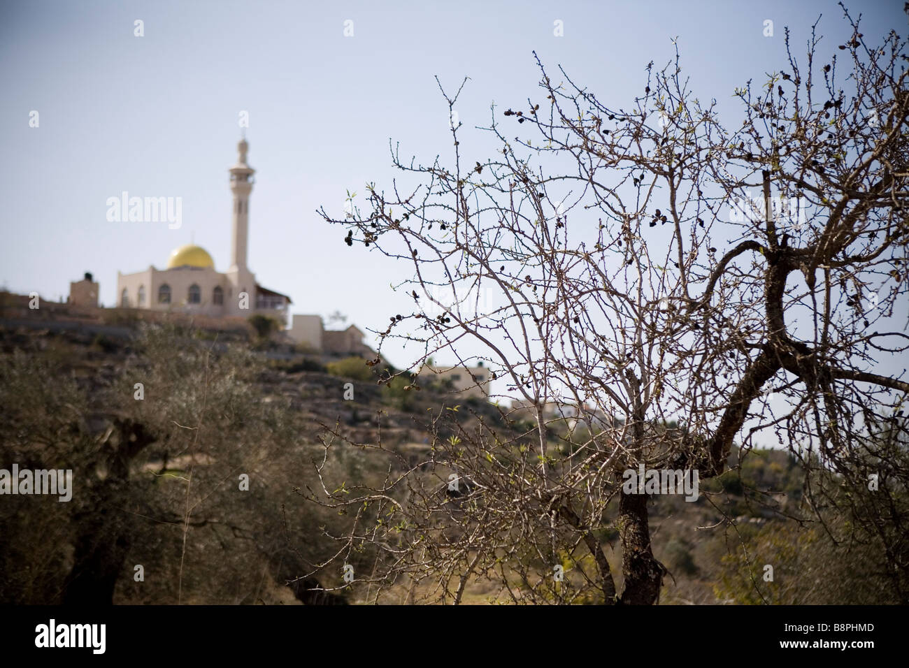 Farkha co operative Ramallah West Bank part of Palestinian Farmers Union PFU Stock Photo