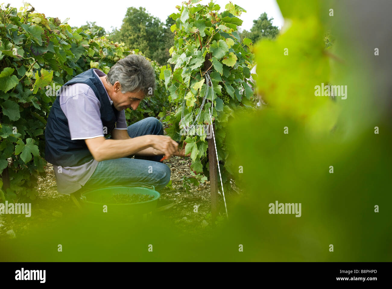 France, ChampagneArdenne, Aube, worker picking grapes in vineyard Stock Photo Alamy