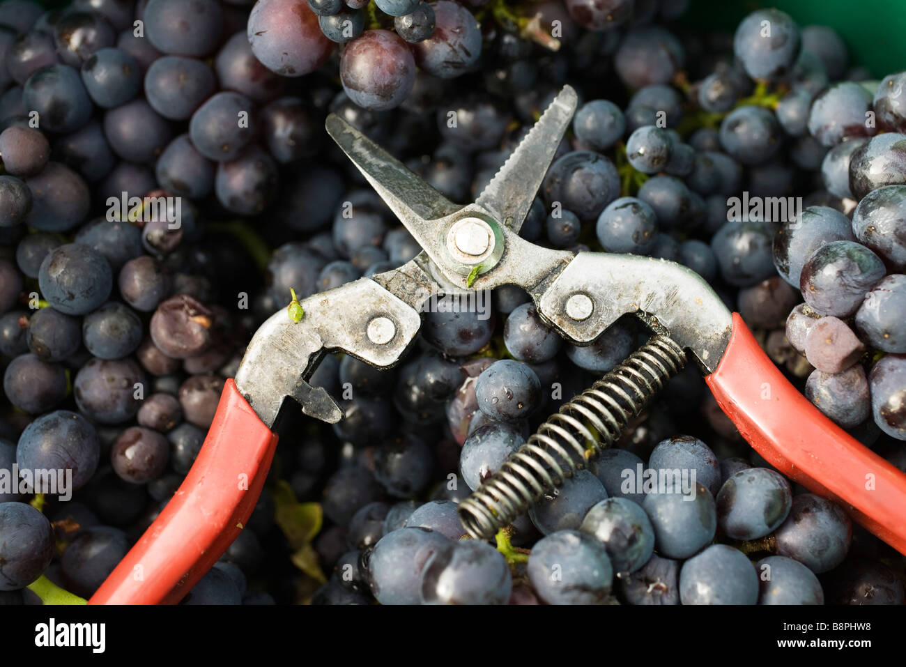 Pruning shears on heap of grapes Stock Photo Alamy