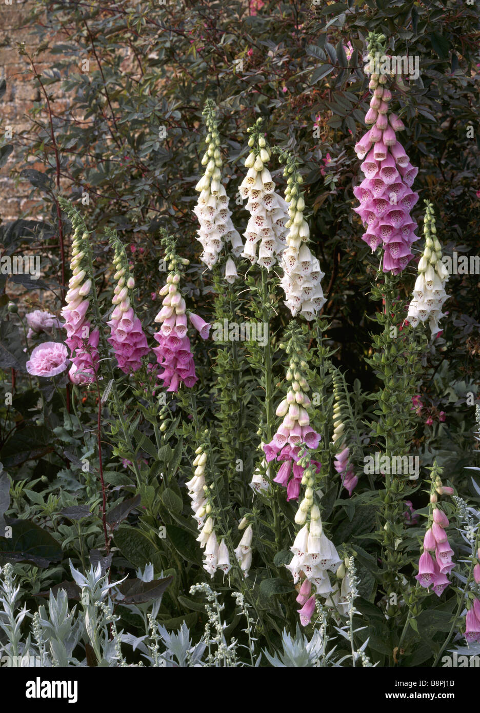 Fine spikes of foxgloves in full bloom with artemisia ludoviciana wormwood in the foreground and cotinus at the back Stock Photo