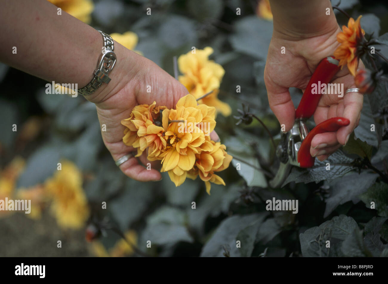 Close up view of a pair of hands deadheading flowers in the formal garden at Anglesey Abbey MODEL RELEASED Stock Photo