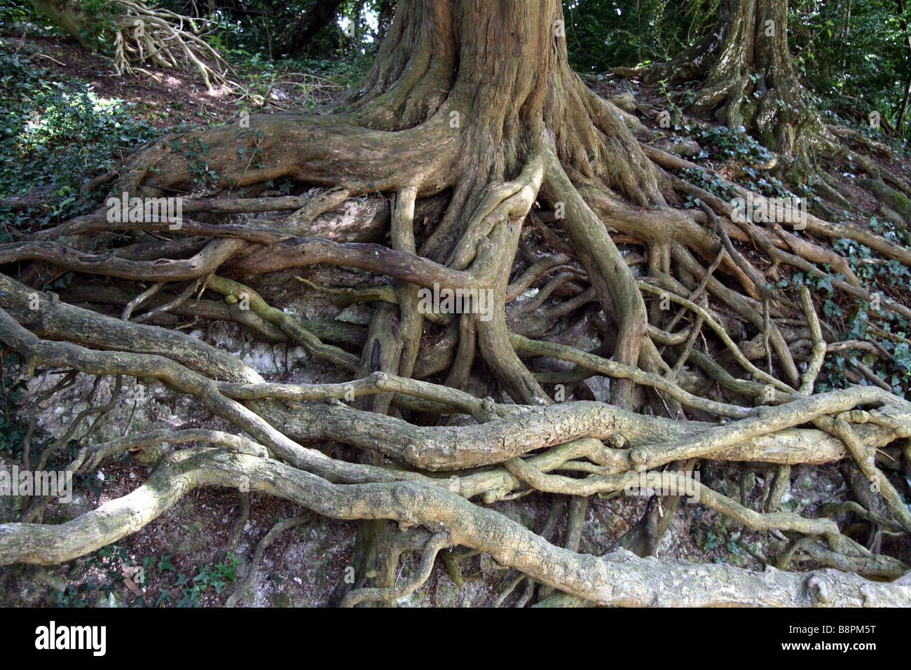 Tangled tree roots near the Silent Pool, Surrey Stock Photo Alamy