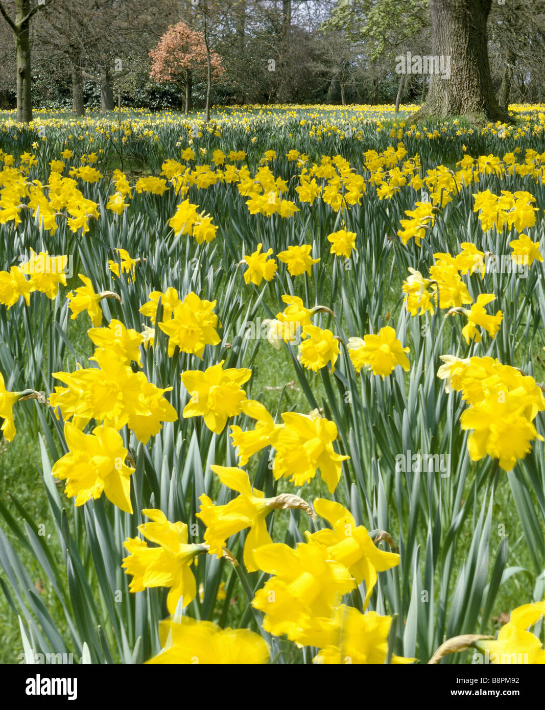 Bright spring daffodils in the garden at Ascott Stock Photo