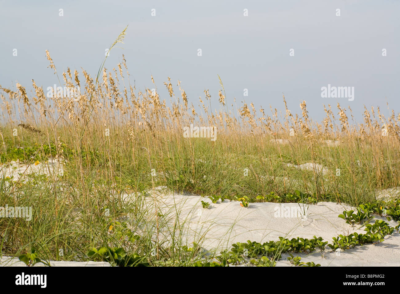 Uniola Sea Oats Uniola Paniculata Stock Photo - Alamy