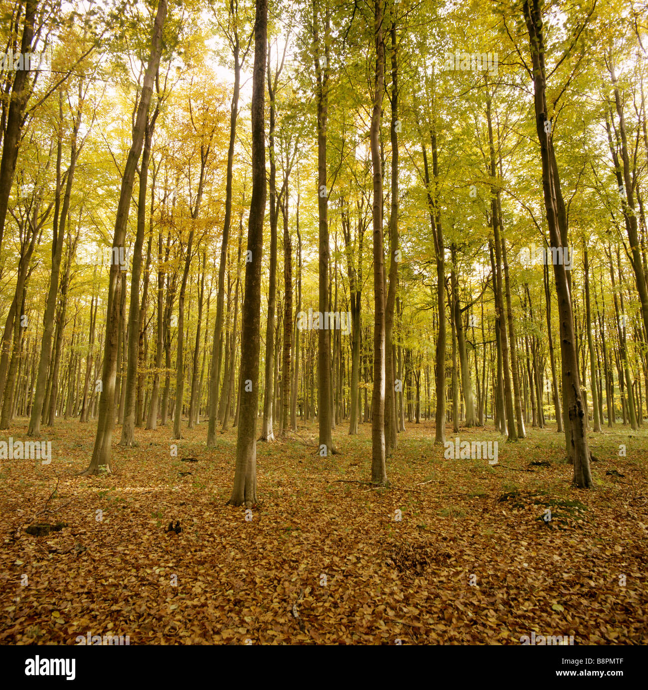 Tall straight trees in countryside hi-res stock photography and images ...