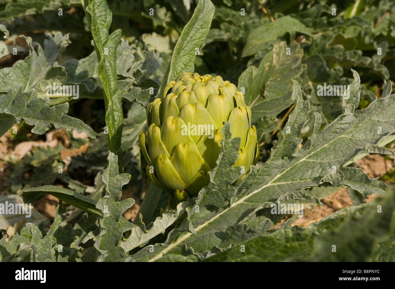 Globe Artichoke Artichokes Latin Name Cynara Cardunculus Stock Photo