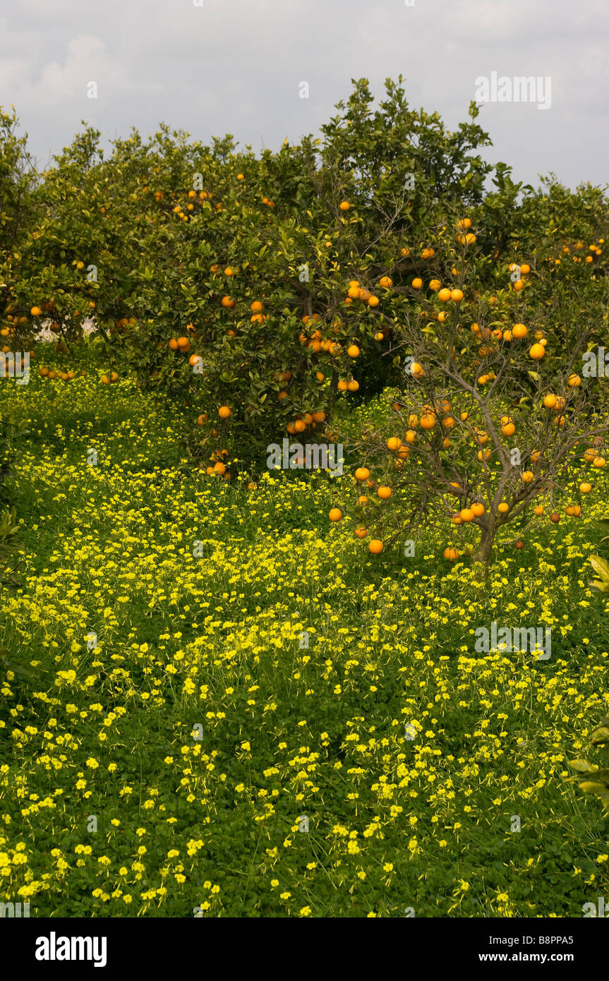 Spanish orchard hires stock photography and images Alamy